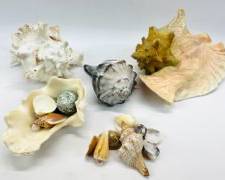 Vintage Seashell Assorted Lot
