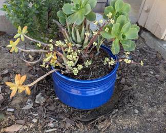 We have so many beautiful potted plants 