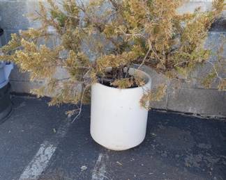 Lot # : 136 - Live plant/bush in mid century modern planter
