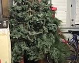 Variety of Christmas Trees