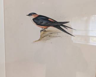 Gould Bird Print