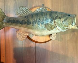 Mounted large mouth bass, 21” long