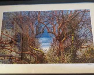 Palo Verde Tree Print.