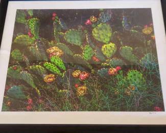 Paddle Cactus Signed Original Photo P. Jones