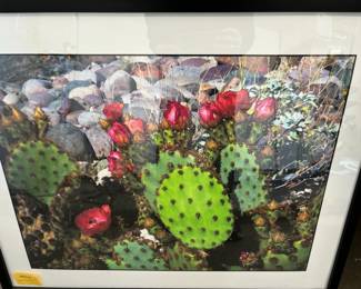 Cactl Framed By Peter Jones