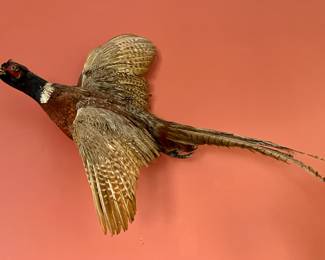 Pheasant taxidermy