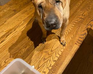 Snickers wants to SAY HI TOO!! She's 15! Still CUTE!!