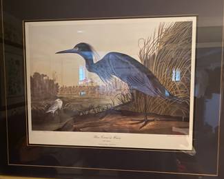  Blue Crane on Heron Ardea Coerulea Color & Reprinted by R. Havell. Framed Print