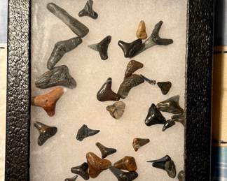Shark Teeth