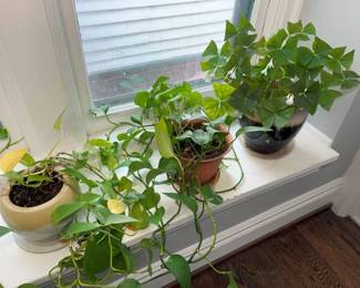 55 Houseplant Selectionmin