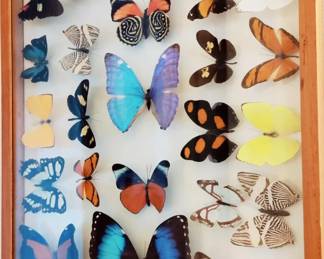 SOUTH AMERICAN 30 BUTTERFLIES IN TAXIMDERMY DOUBLE GLASS FRAME
