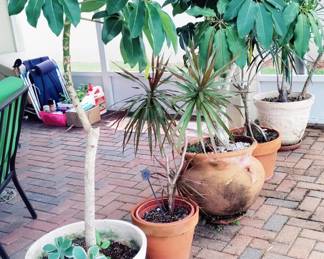 LOTS OF PLANTS