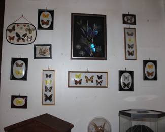 Butterfly Collection
