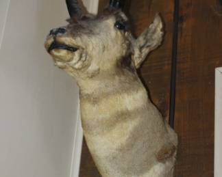 Antelope Mount