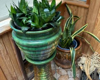 Mature Sansevieria Plants, Green Beehive Majolica Jardiniere and Base
