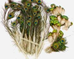 Fantastic Antique Peacock Feathers. Vibrant Colors, Perfect For Crafts, Costumes, And Home Decor. Contains A Variety Of Feather Sizes
