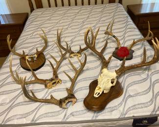 There’s at least eight or nine sets of antlers for sale.