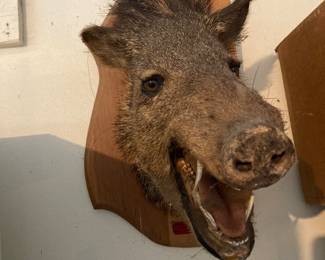 This mounted boars head is for sale.