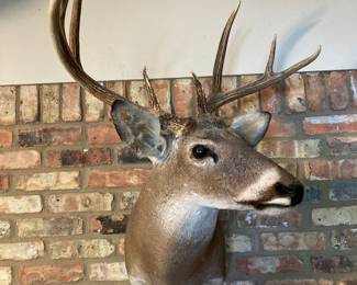 Another one of the dozens of antlers and stuffed deer heads in the sale.