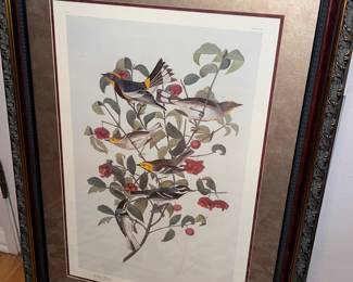 Audubon's Warbler Framed Print