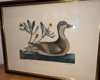 Ana Bahamensis (The Ilathera Duck) & Chrysanthemum