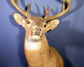 Whitetail Buck Taxidermy Wall Mount, 12 Points On Antlers, Includes Droptine