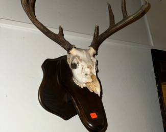 English deer mount