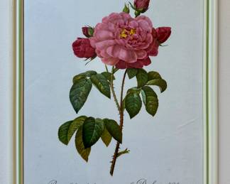 Framed "Rose" Botanical