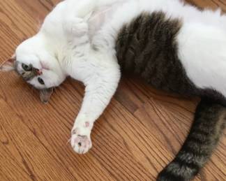 I didn’t want to work so I pretended to be in a catatonic shock from the hundreds of pieces. 