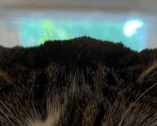 Then my triangles heard them say CAT SCAN so I rolled over and pretended I was sleeping.  I don’t want to go back to that place. 