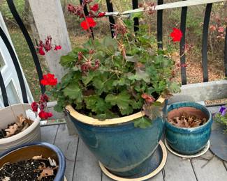 Large garden pot w geraniums