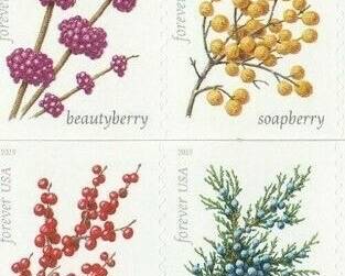 USPS Winter Berries Forever Stamps 