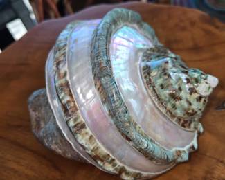 Beautiful LARGE Banded Turbo Shell