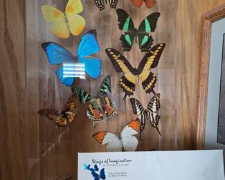 Real Butterfly Display
