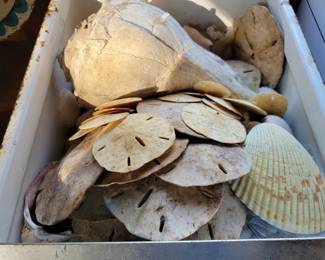 Collection of shells and driftwood