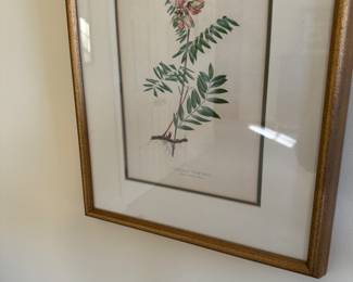 One of a pair of botanicals