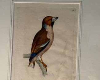 One of a set of 4 antique framed bird prints