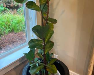 Fiddle leaf fig plant