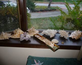 only SOME of the shells