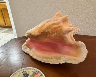 Conk shell 