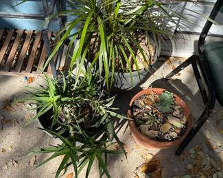 Lots of plants & Outdoor Decor