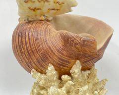 11" High Faux Resin Sea Shell Coral Sculpture
