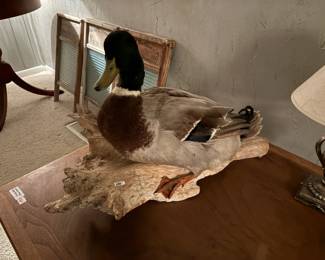 . . . large Mallard taxidermy piece 