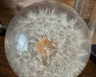 dandelion.. make a wish 