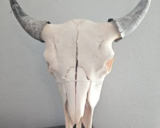 Cow Skull