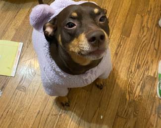 Zelda AWWWW Matching Purple Snuggly with Lotus!! Cute Puppy!!