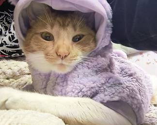 Cutie Lotus in Purple Snuggly!!