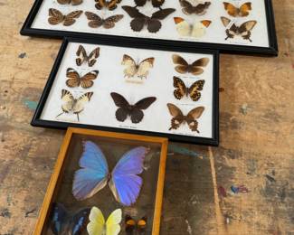 Butterfly Displays