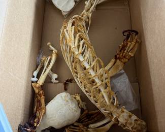 Pinniped skeleton