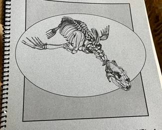 Pinniped skeleton